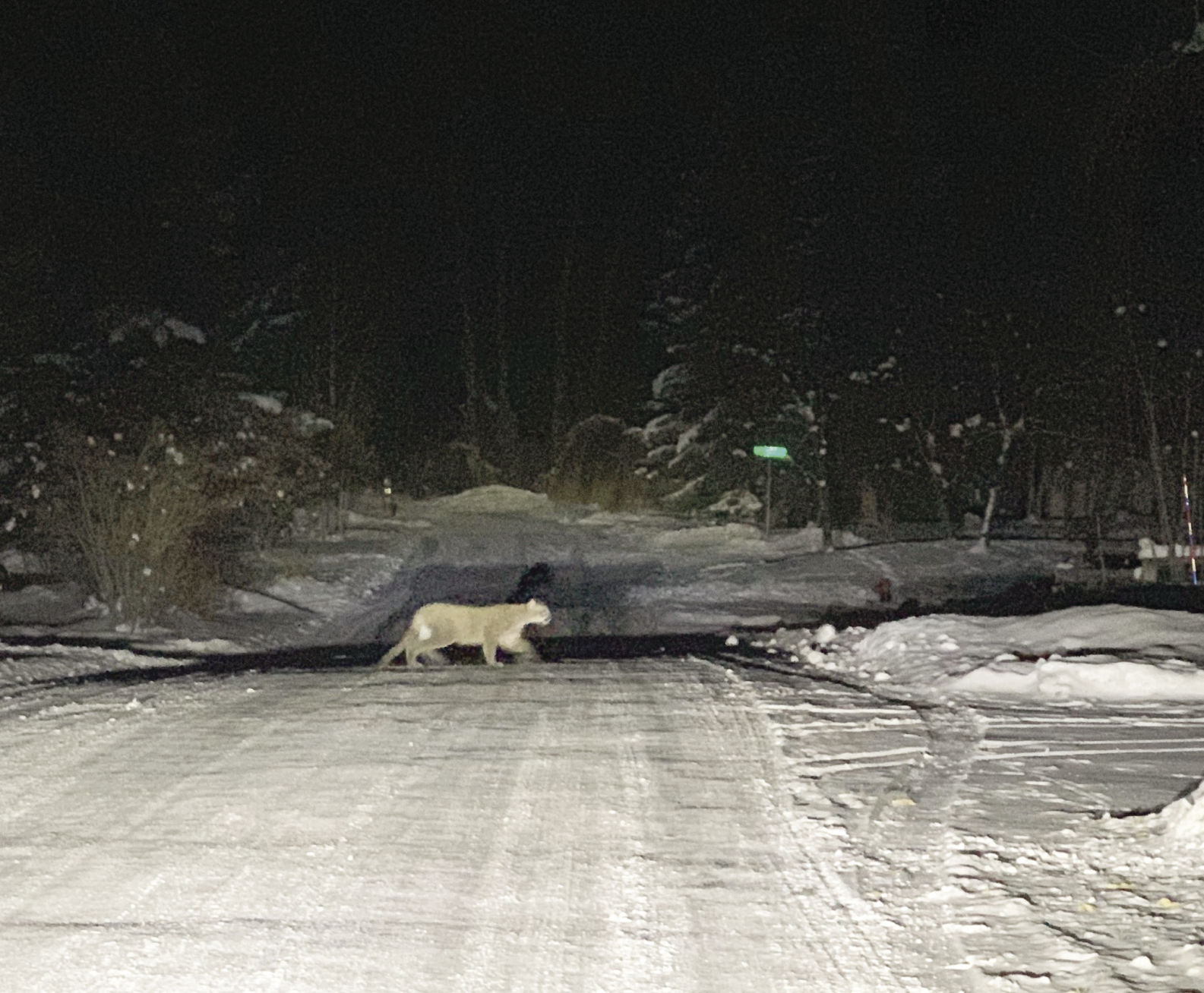 19-12-18 lion attacks@.jpg